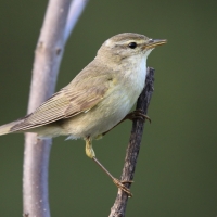 Piecuszek - Phylloscopus trochilus - Willow Warbler