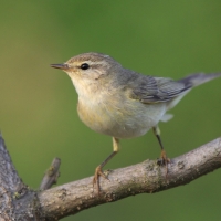 Piecuszek - Phylloscopus trochilus - Willow Warbler