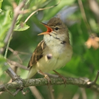Łozówka - Acrocephalus palustris - Marsh Warbler