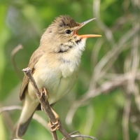 Łozówka - Acrocephalus palustris - Marsh Warbler