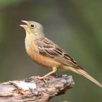 Ortolan - Emberiza hortulana - Ortolan Bunting