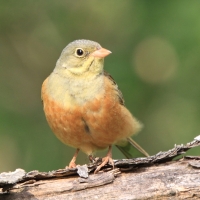 Ortolan - Emberiza hortulana - Ortolan Bunting