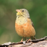 Ortolan - Emberiza hortulana - Ortolan Bunting