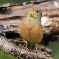 Ortolan - Emberiza hortulana - Ortolan Bunting