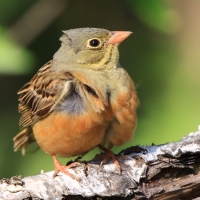 Ortolan - Emberiza hortulana - Ortolan Bunting