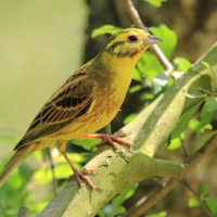 Trznadel - Emberiza citrinella - Yellowhammer