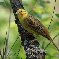 Trznadel - Emberiza citrinella - Yellowhammer