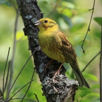 Trznadel - Emberiza citrinella - Yellowhammer