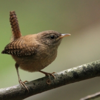 Strzyżyk - Troglodytes troglodytes - Eurasian Wren