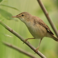 Trzcinniczek - Acrocephalus scirpaceus - Common Reed Warbler