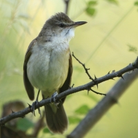 Trzciniak - Acrocephalus arundinaceus - Great Reed-Warbler