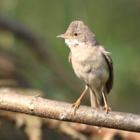 Cierniówka - Sylvia communis - Common Whitethroat