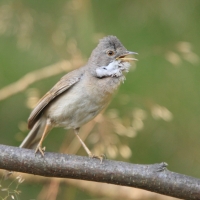 Cierniówka - Sylvia communis - Common Whitethroat
