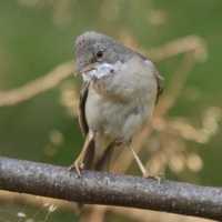 Cierniówka - Sylvia communis - Common Whitethroat