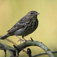 Świergotek drzewny - Anthus trivialis - Tree Pipit