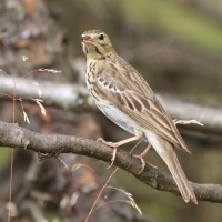 Świergotek drzewny - Anthus trivialis - Tree Pipit
