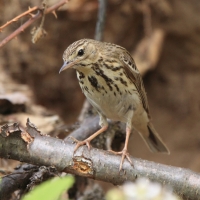 Świergotek drzewny - Anthus trivialis - Tree Pipit