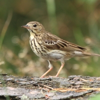 Świergotek drzewny - Anthus trivialis - Tree Pipit
