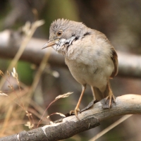 Cierniówka - Sylvia communis - Common Whitethroat