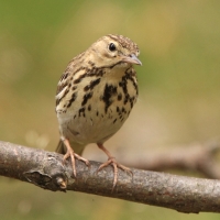 Świergotek drzewny - Anthus trivialis - Tree Pipit