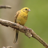 Trznadel - Emberiza citrinella - Yellowhammer