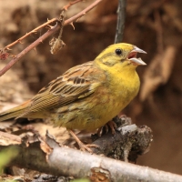 Trznadel - Emberiza citrinella - Yellowhammer