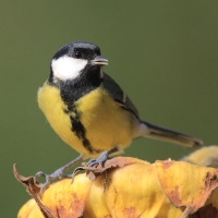 Bogatka - Parus major - Great Tit
