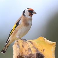 Szczygieł - Carduelis carduelis - European Goldfinch