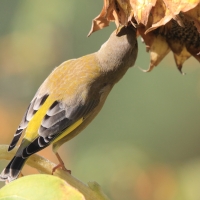 Dzwoniec - Chloris chloris - Greenfinch