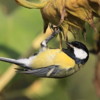 Bogatka - Parus major - Great Tit