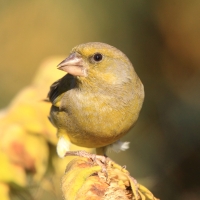 Dzwoniec - Chloris chloris - Greenfinch