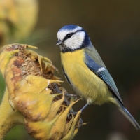 Modraszka - Cyanistes caeruleus - Blue Tit