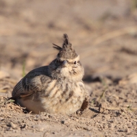 Dzierlatka - Galerida cristata - Crested Lark