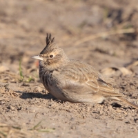 Dzierlatka - Galerida cristata - Crested Lark