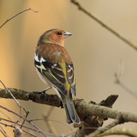 Zięba - Fringilla coelebs - Common Chaffinch