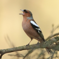 Zięba - Fringilla coelebs - Common Chaffinch