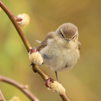 Pierwiosnek - Phylloscopus collybita - Common Chiffchaff