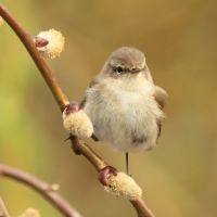 Pierwiosnek - Phylloscopus collybita - Common Chiffchaff