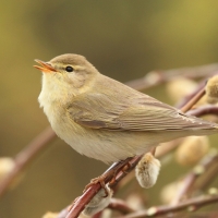 Piecuszek - Phylloscopus trochilus - Willow Warbler