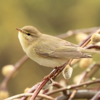 Piecuszek - Phylloscopus trochilus - Willow Warbler
