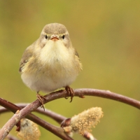 Piecuszek - Phylloscopus trochilus - Willow Warbler
