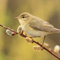 Piecuszek - Phylloscopus trochilus - Willow Warbler