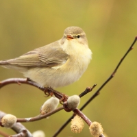 Piecuszek - Phylloscopus trochilus - Willow Warbler