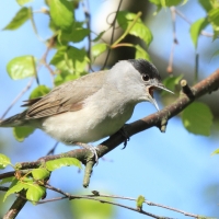 Kapturka - Sylvia atricapilla - Eurasian Blackcap