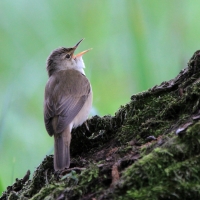 Trzcinniczek - Acrocephalus scirpaceus - Common Reed Warbler