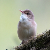 Trzcinniczek - Acrocephalus scirpaceus - Common Reed Warbler