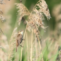 Rokitniczka - Acrocephalus schoenobaenus - Sedge Warbler