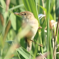 Trzcinniczek - Acrocephalus scirpaceus - Common Reed Warbler