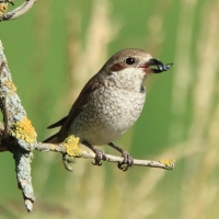 Dzierzba gąsiorek - Lanius collurio - Red-backed Shrike