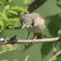 Jarzębatka - Sylvia nisoria - Barred Warbler